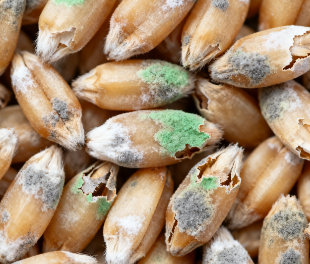 高校實(shí)驗(yàn)室用：LD-LZ1真菌毒素檢測儀，熒光定量技術(shù)適配教學(xué)科研